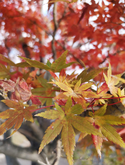 紅葉