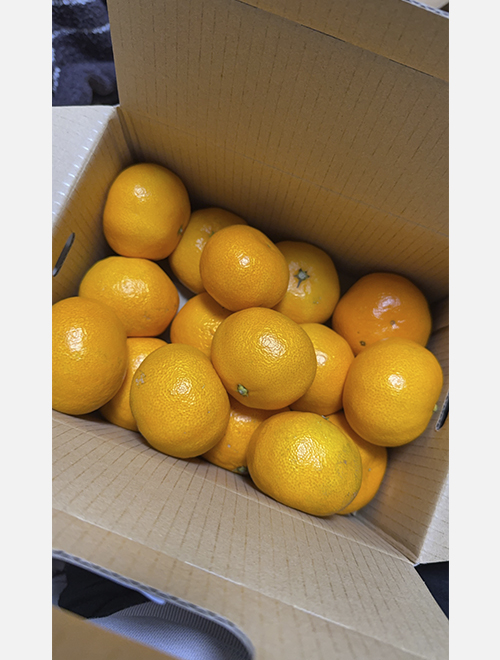 冬はみかんがおいしい