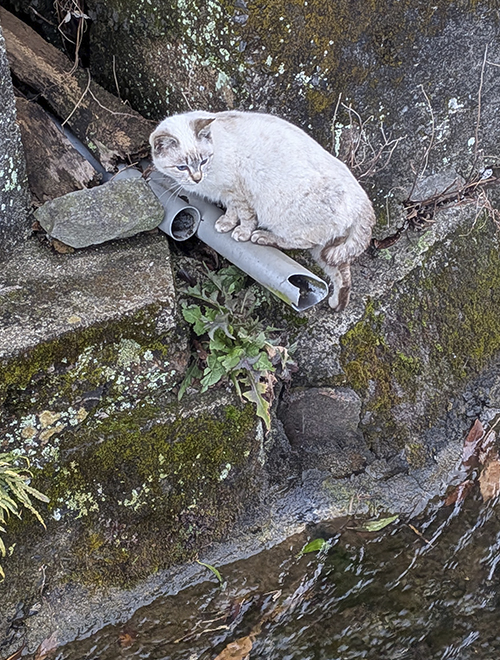猫の川観察