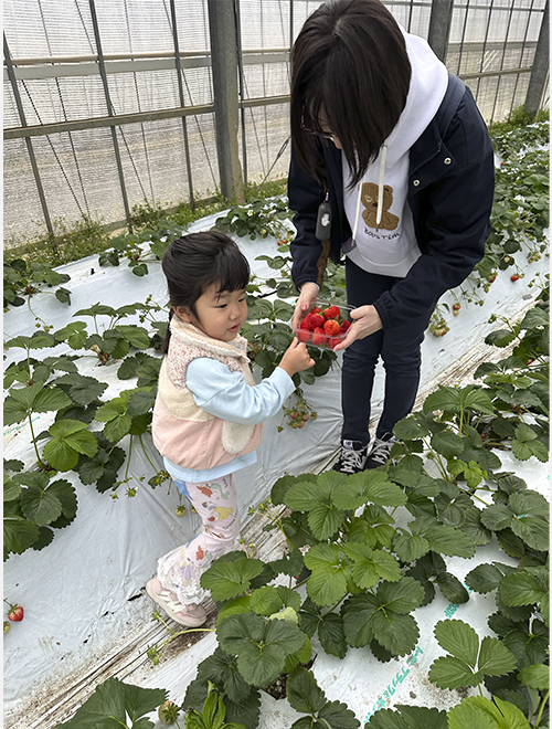 いちご狩り