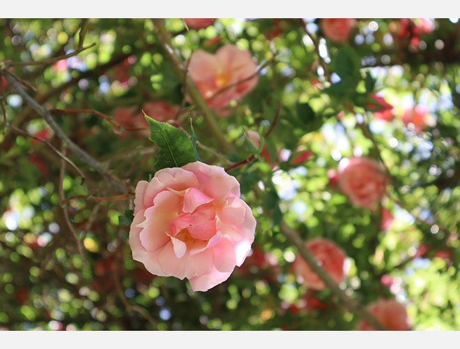 満開の花