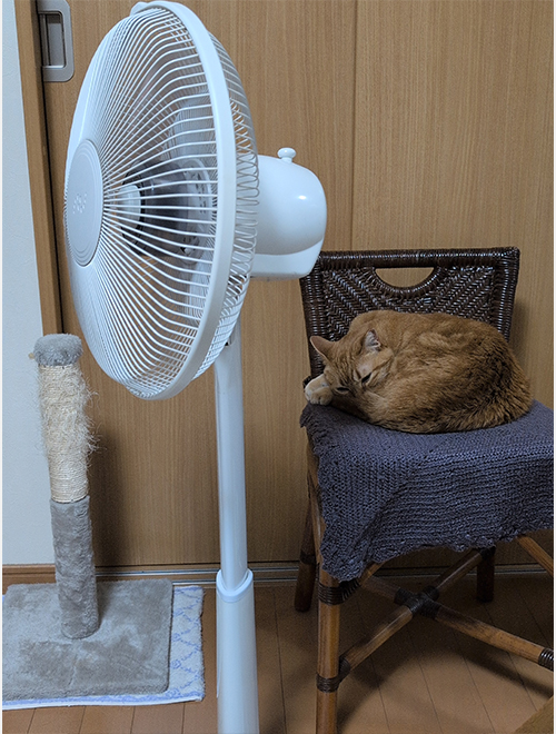 夏だにゃあ