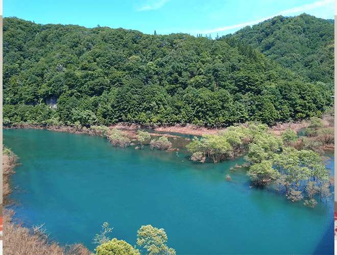 見納め水没林