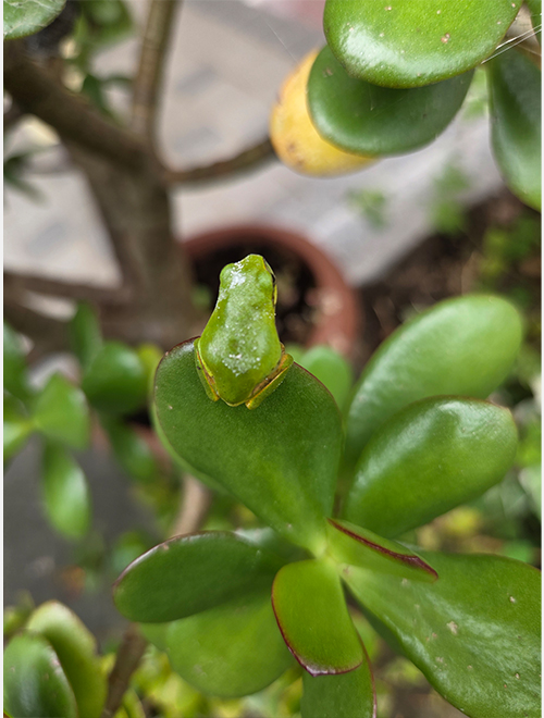 赤ちゃんアマガエル
