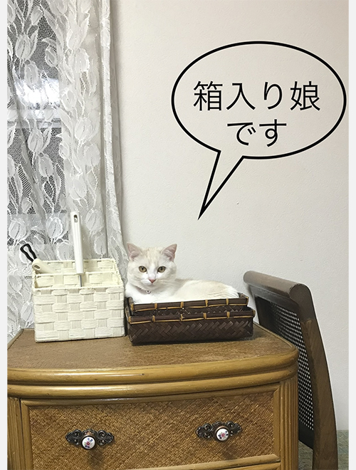 我が家の箱入り娘