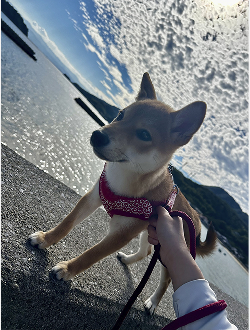 秋晴れの海とわたし